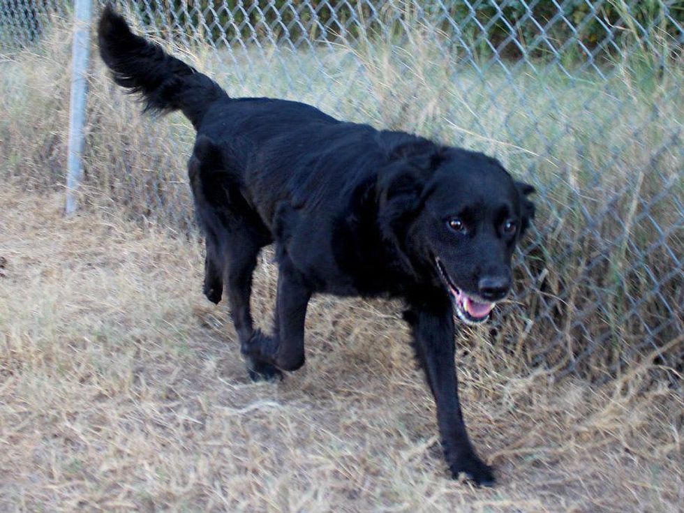 Austin Pets Alive pet of the week Amie the retriever