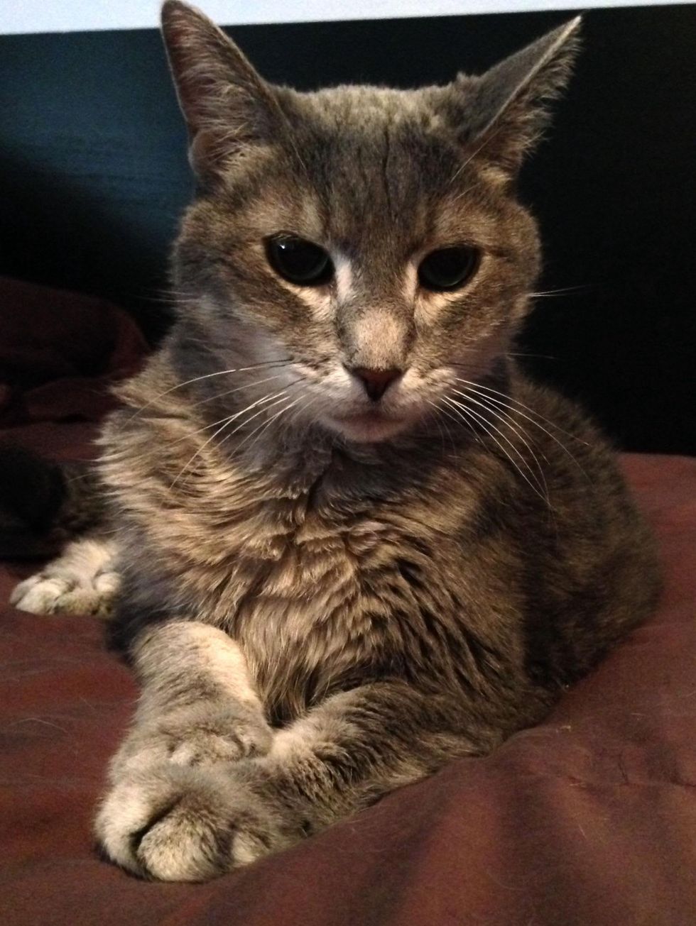 Austin Pets Alive's! pet of the week Angel the senior cat