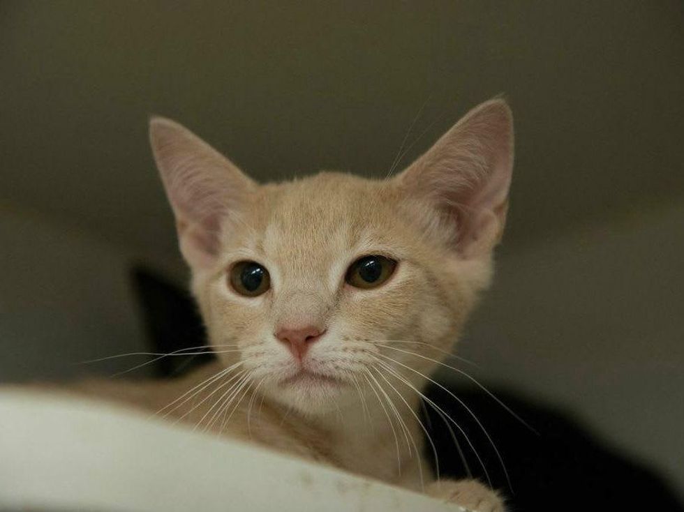 Austin Pets Alive's Tigre the cat