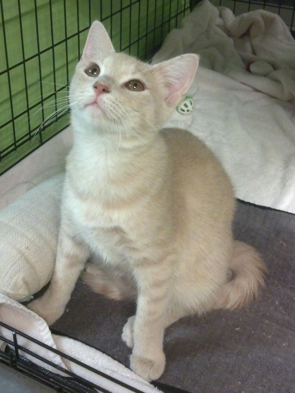 Austin Pets Alive's Tigre the cat