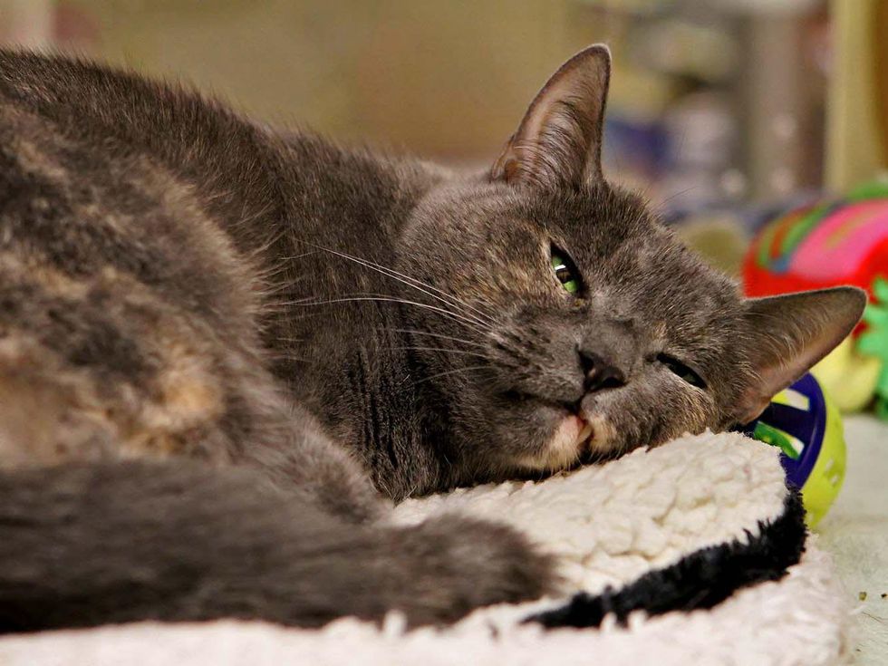 Austin Pets Alive Tanya cat