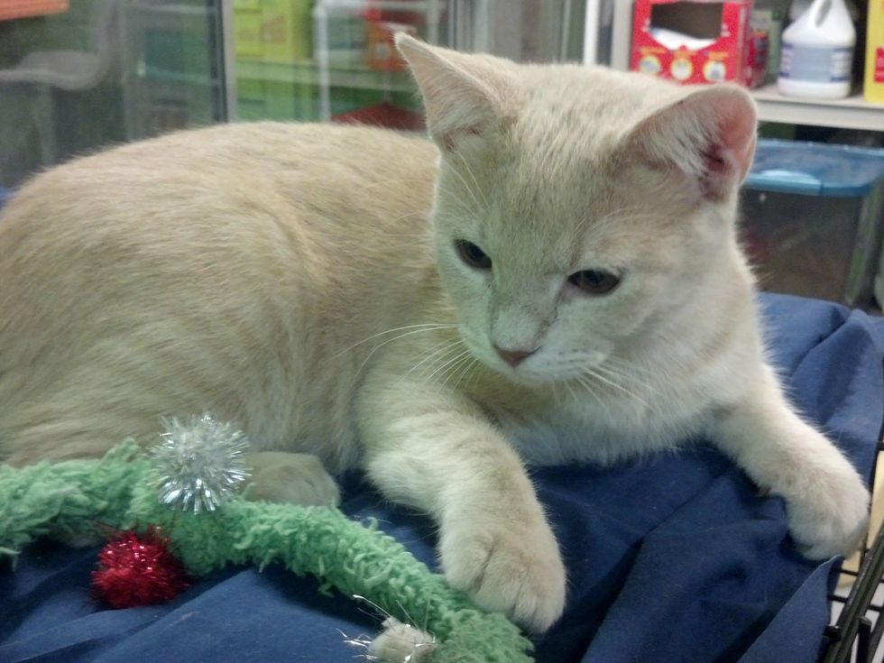 Austin Pets Alive Tigre the cat