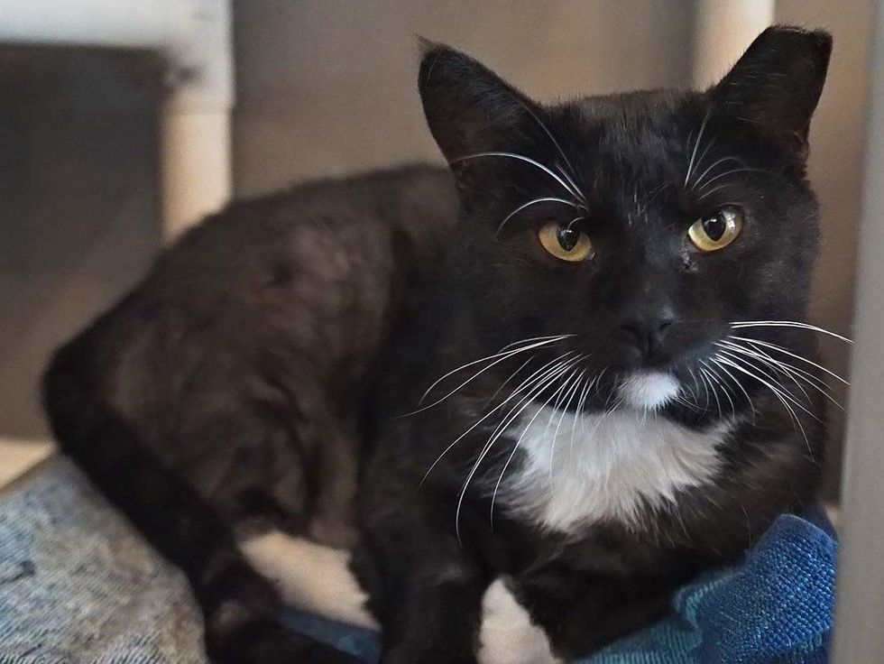 Austin Pets Alive Tony