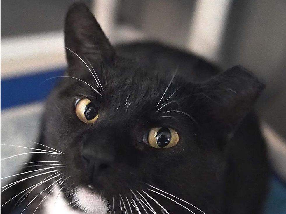 Austin Pets Alive Tony