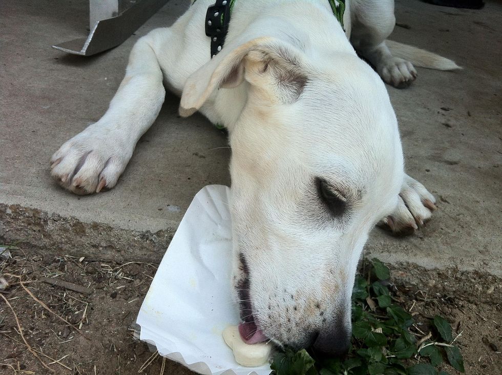 Austin photo: News_Ice Cream Festival_ Puppy