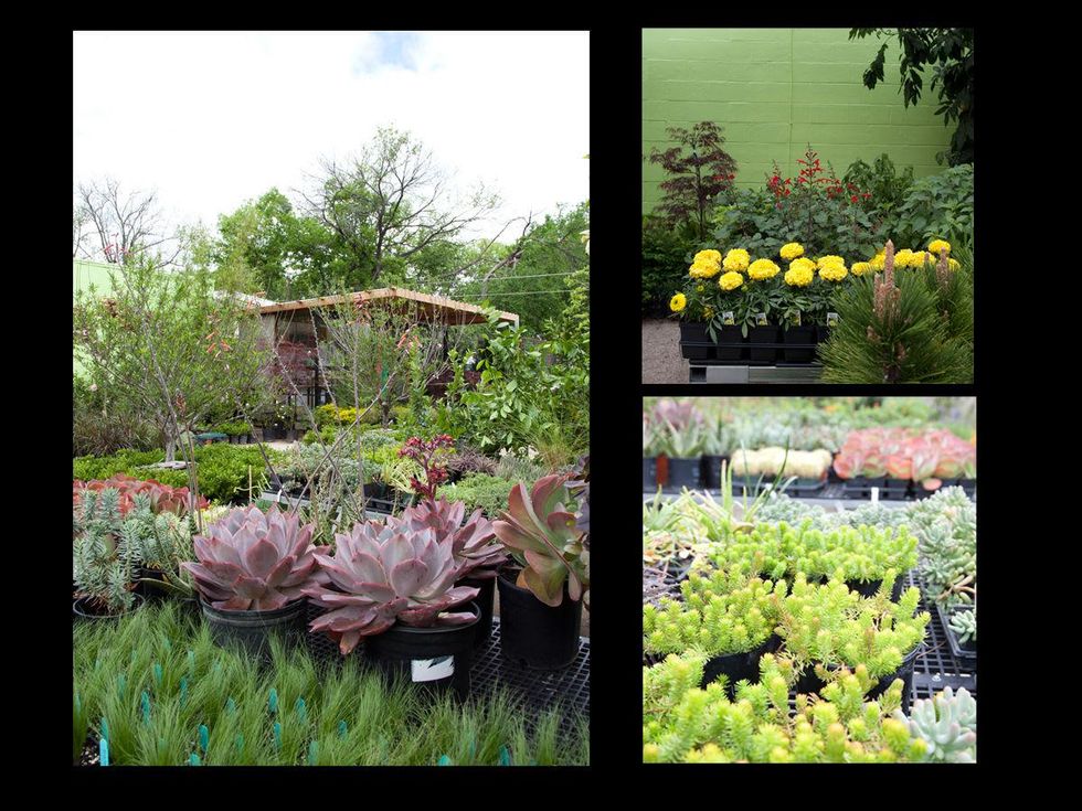 Austin Photo Set: caitlin_hijo_jardinero_april 2013_7