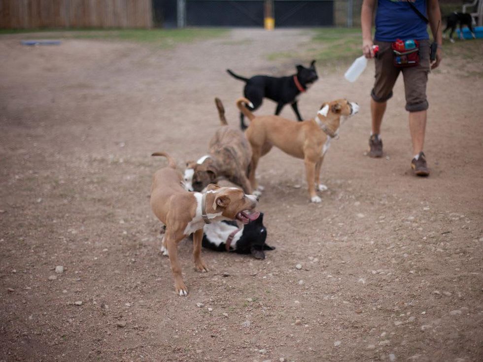 Austin Photo Set: News_caitlin_austin pets alive_feb 2013_2