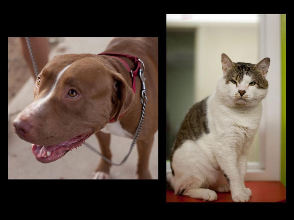 Austin Photo Set: News_caitlin_austin pets alive_feb 2013_3