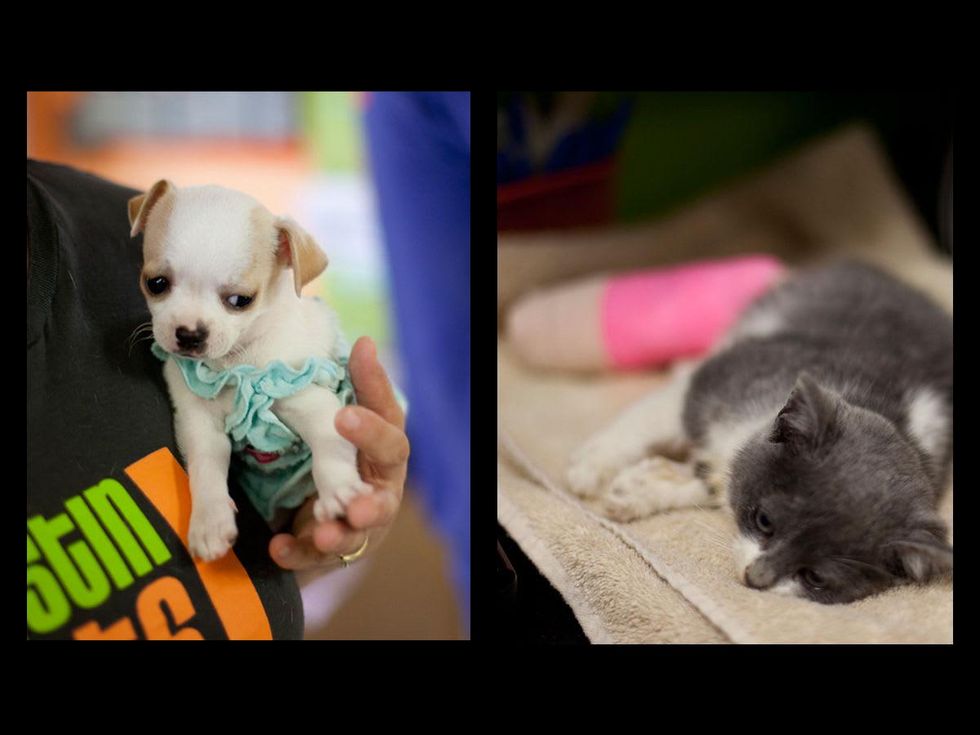 Austin Photo Set: News_caitlin_austin pets alive_feb 2013_5