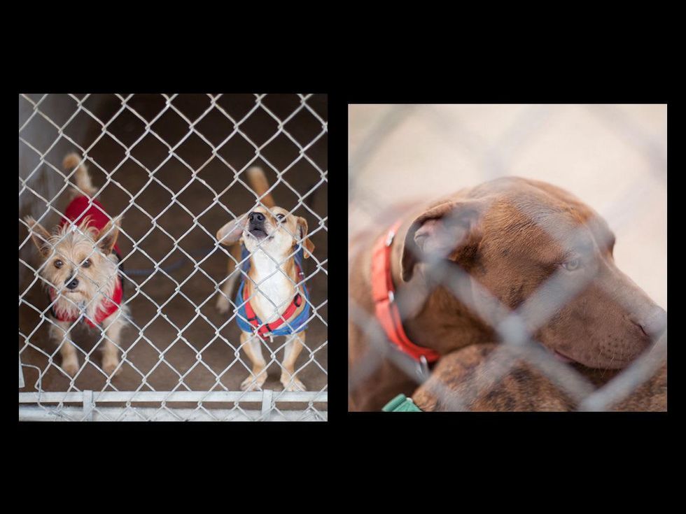 Austin Photo Set: News_caitlin_austin pets alive_feb 2013_6