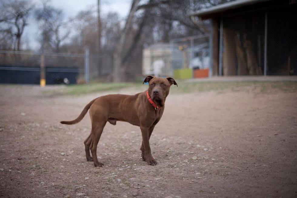 Austin Photo Set: News_caitlin_austin pets alive_feb 2013_bodie