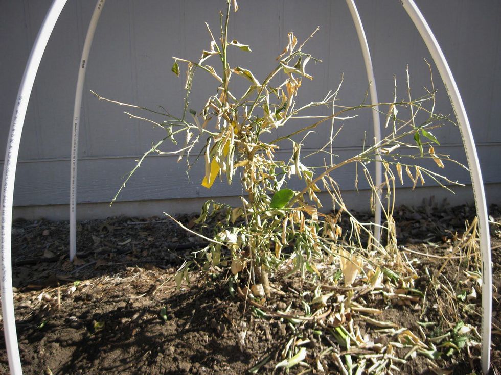 Austin Photo Set: News_Kristian Gallagher_faceplant_August 2011_dead plant