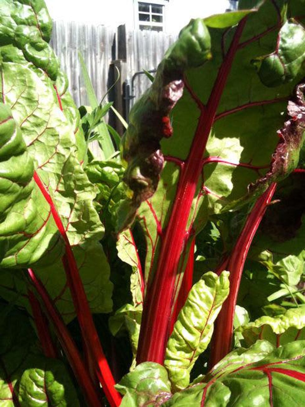 Austin Photo Set: News_Kristian Gallagher_faceplant_August 2011_rhubard