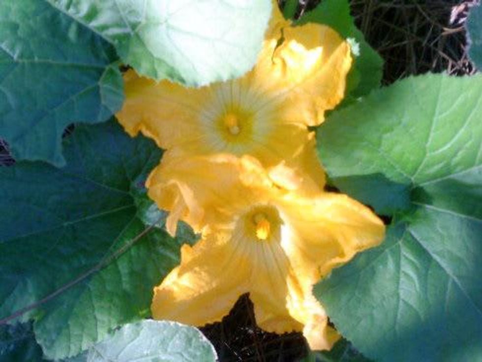 Austin Photo Set: News_Kristian Gallagher_faceplant_August 2011_squash