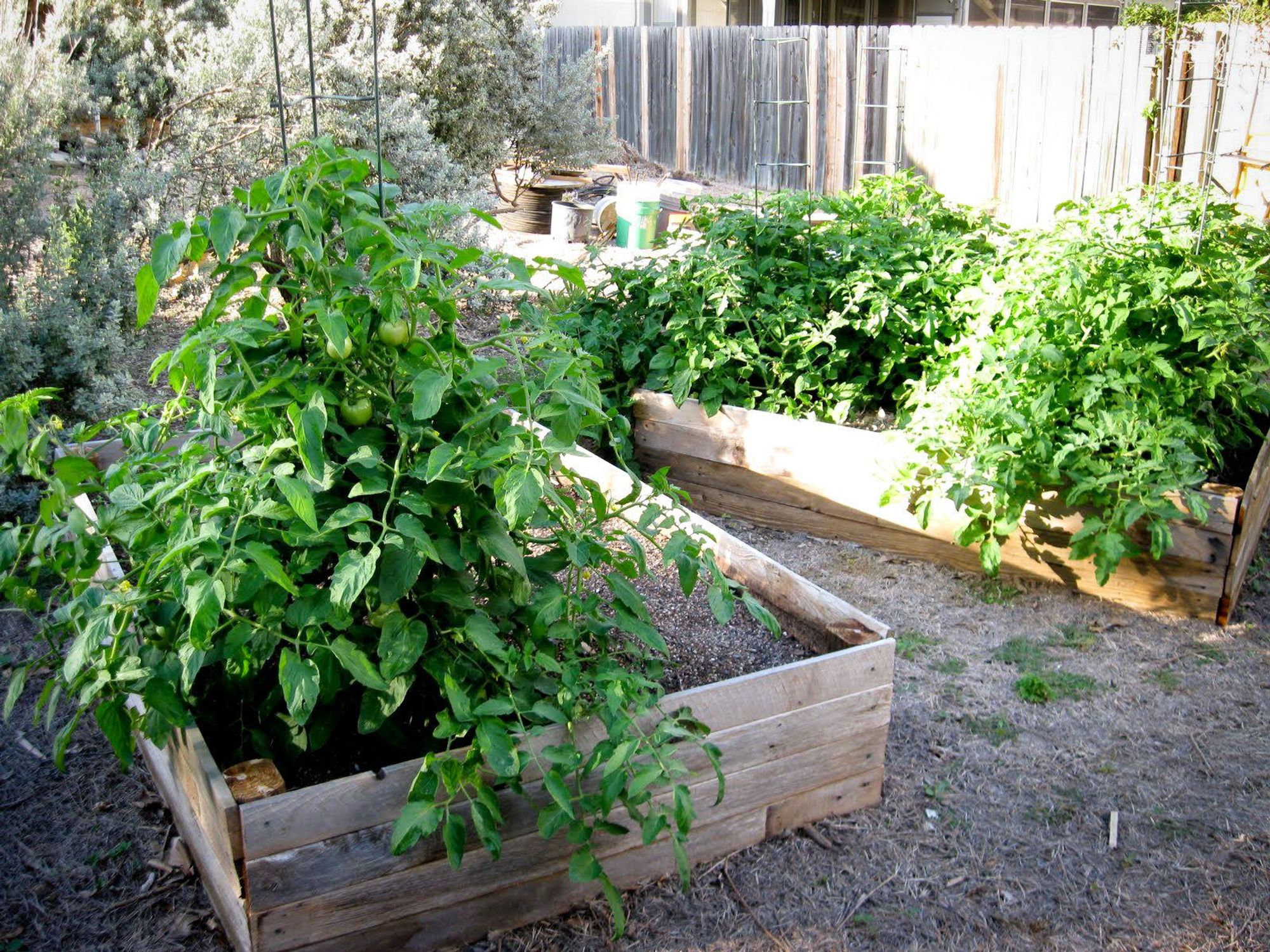 Austin Photo Set: News_Kristian Gallagher_faceplant_August 2011_urban garden 1