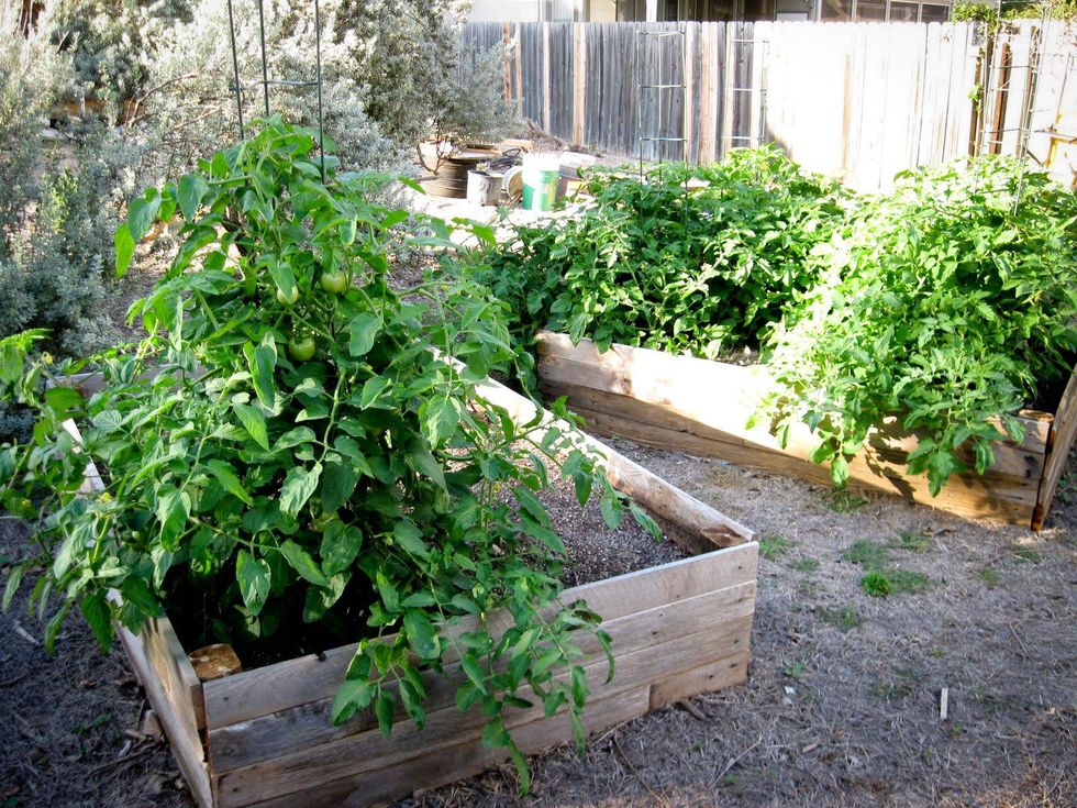 Austin Photo Set: News_Kristian Gallagher_faceplant_August 2011_urban garden 1