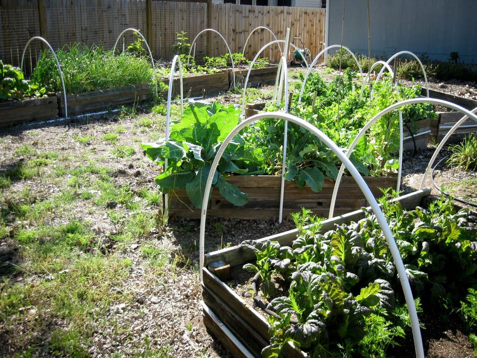 Austin Photo Set: News_Kristian Gallagher_faceplant_August 2011_urban garden 2