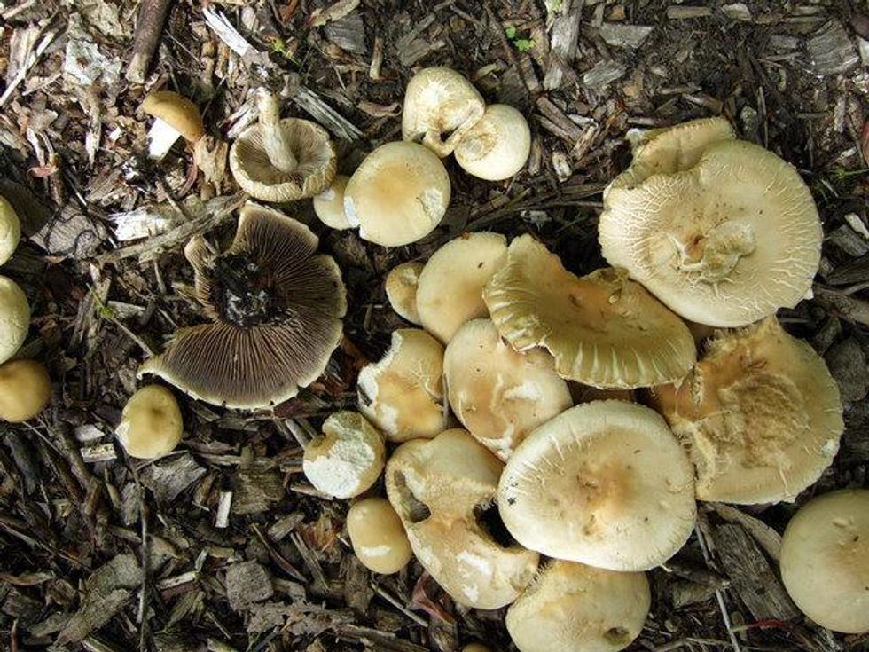 Austin Photo Set: News_Kristian Gallagher_Permaculture_July 2011_mushrooms