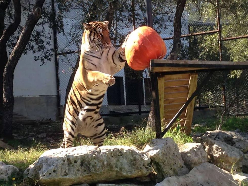 Austin Zoo Boo at the Zoo