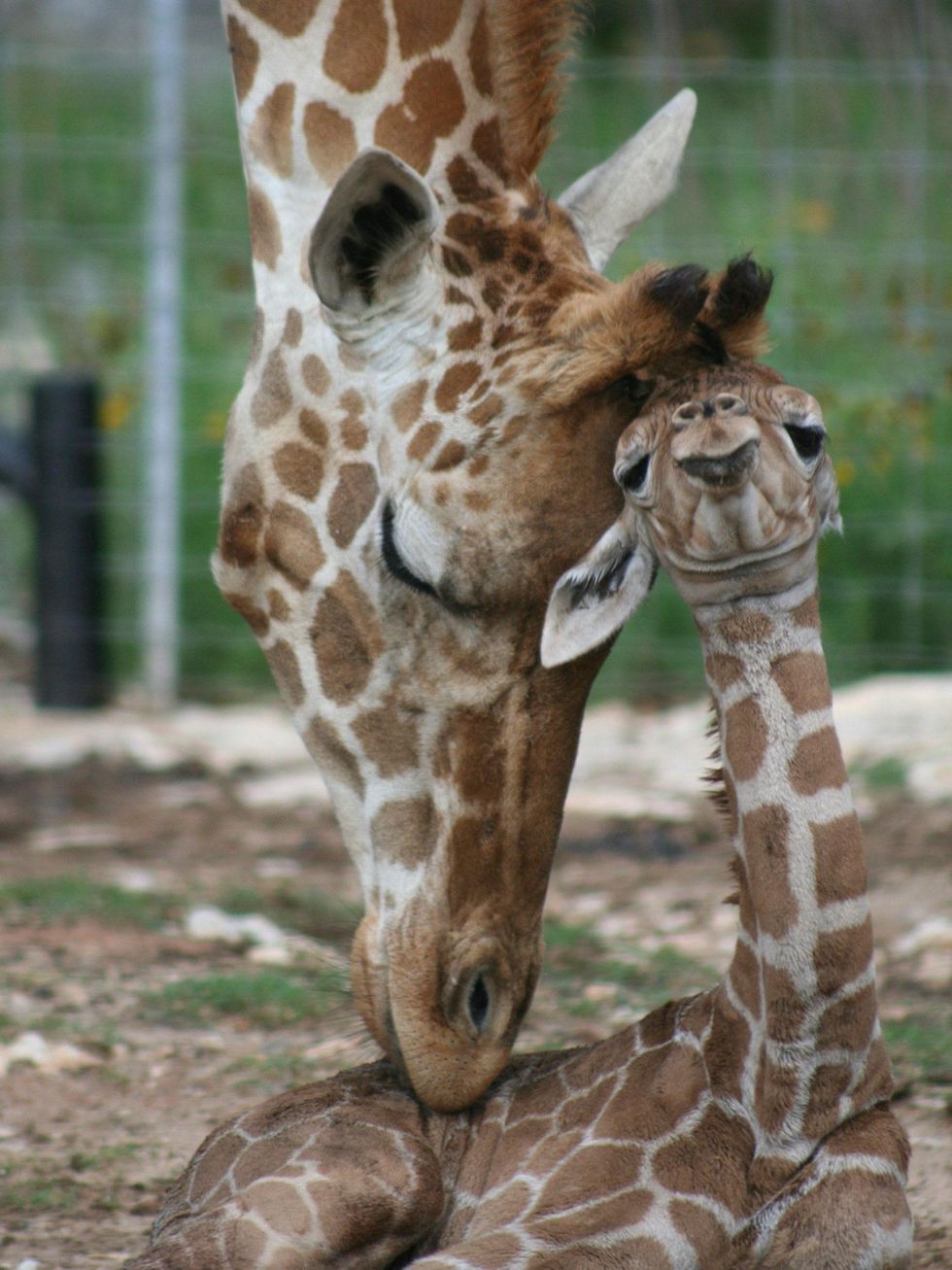 Baby giraffes at Natural Bridge Wildlife Ranch