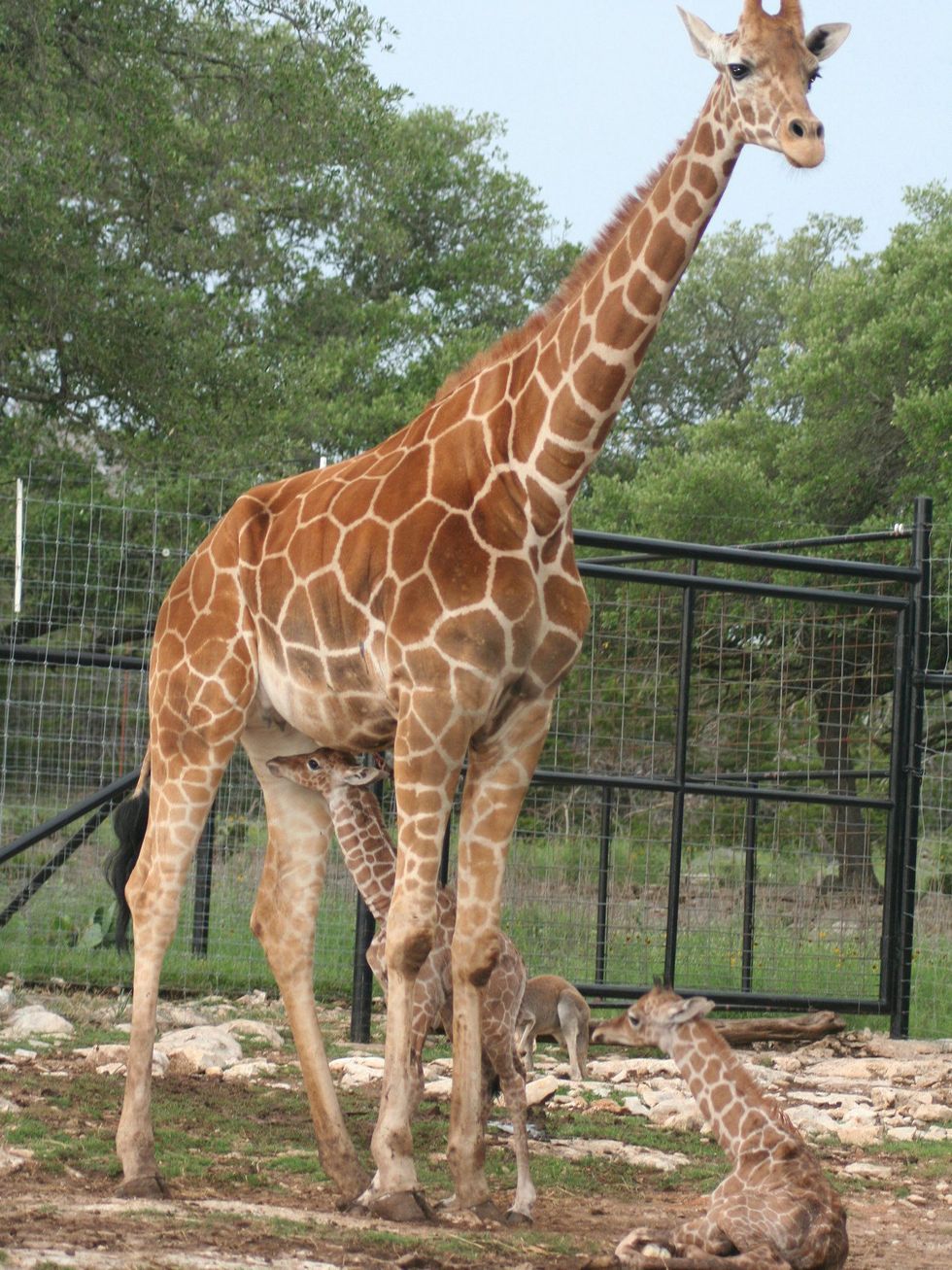 Baby giraffes at Natural Bridge Wildlife Ranch