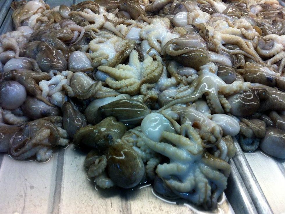 Baby octopus at MT grocery in Austin