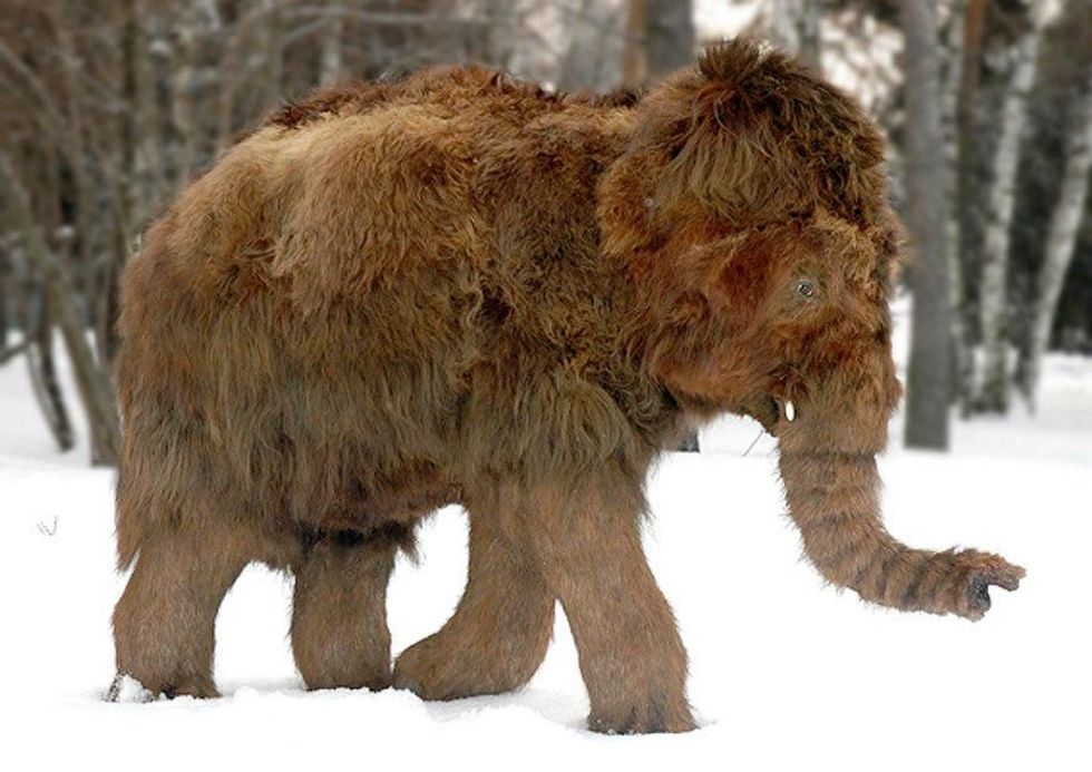 Baby woolly mammoth