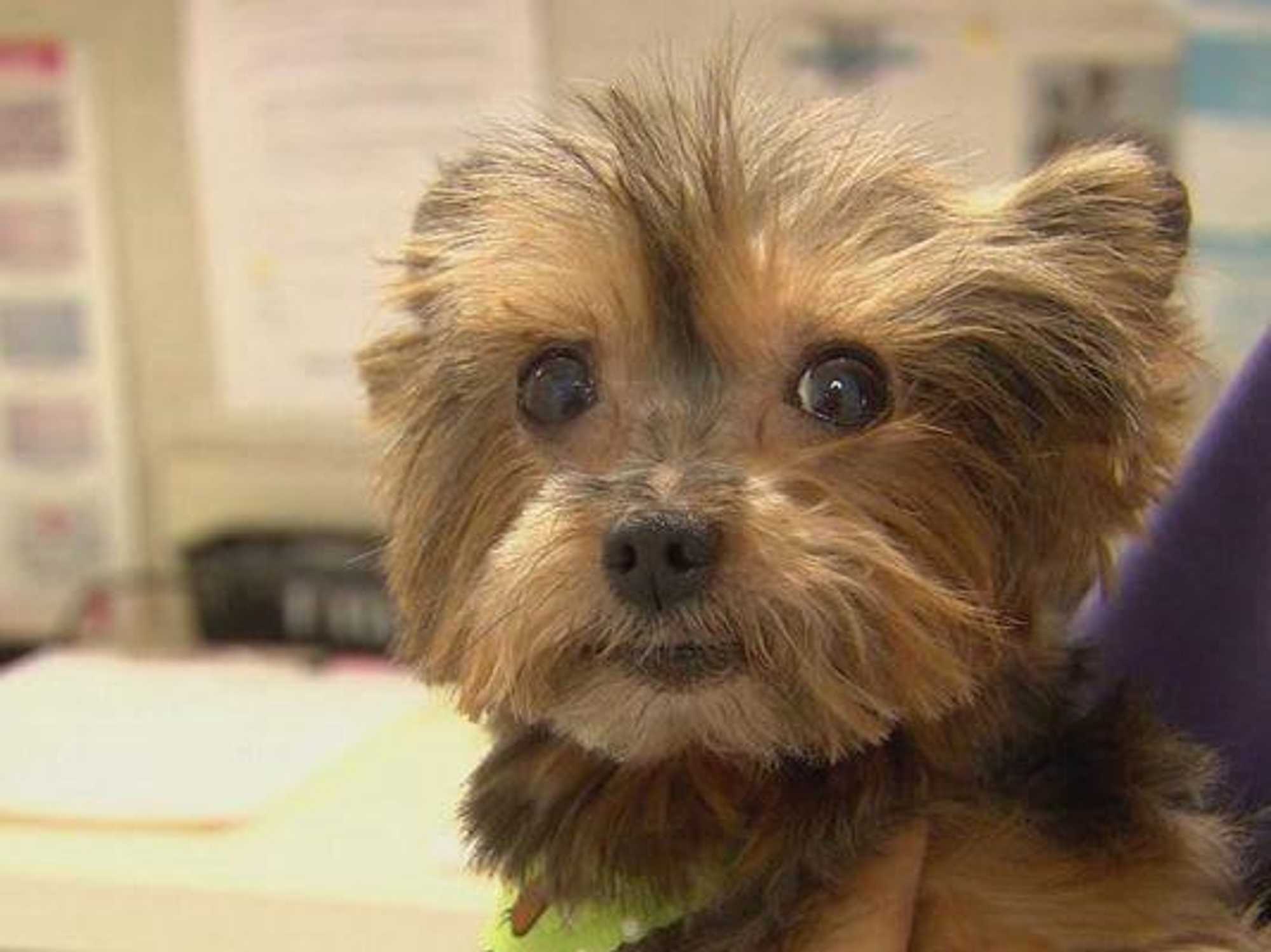 Bailey the Yorkie
