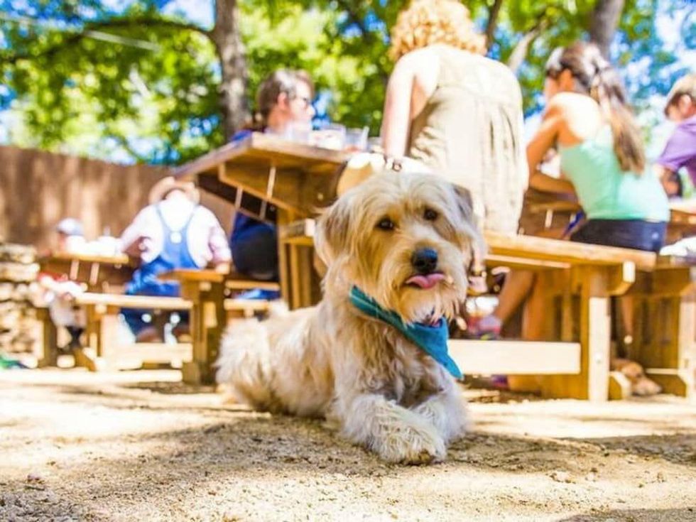 10 of the best dogfriendly bars and patios in Austin CultureMap Austin