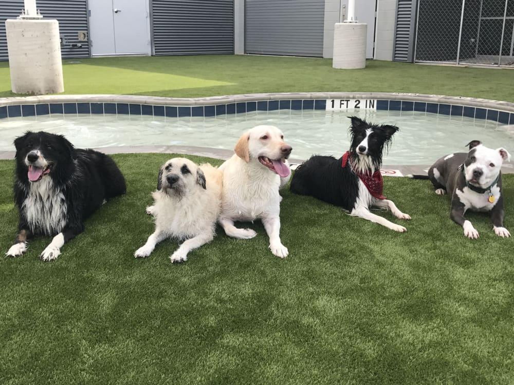 Bark and Zoom pet dog