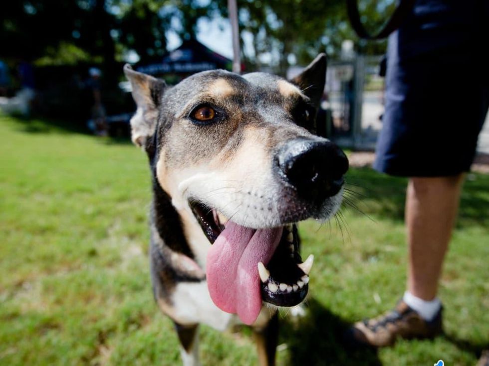 BarkHappy Fall Festival for Dogs