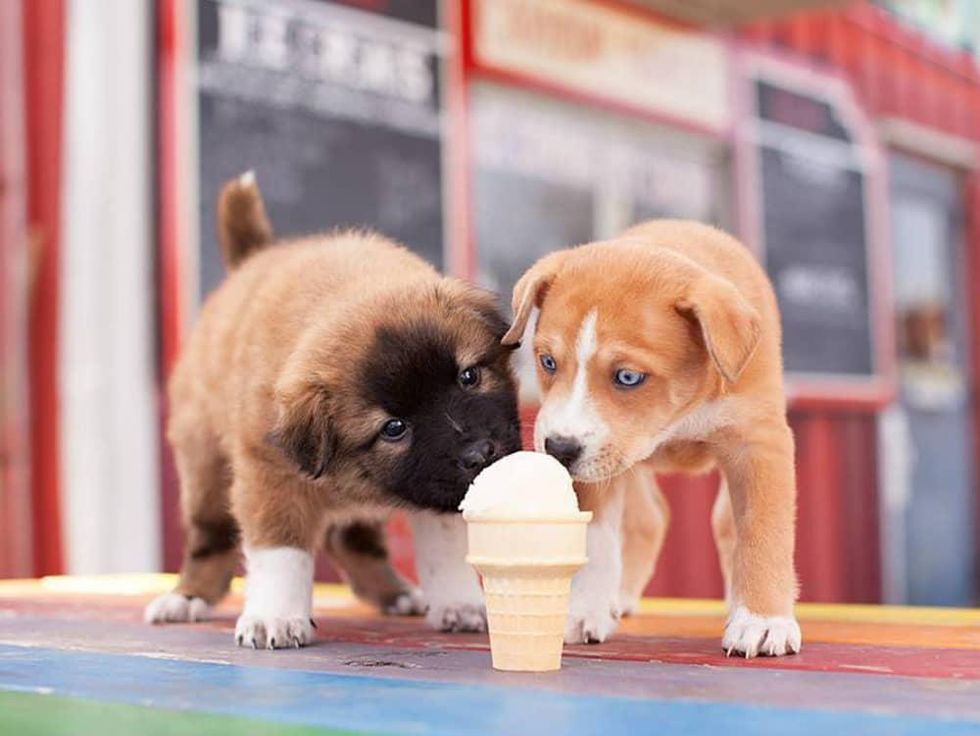 BarkHappy Ice Cream Social 2015