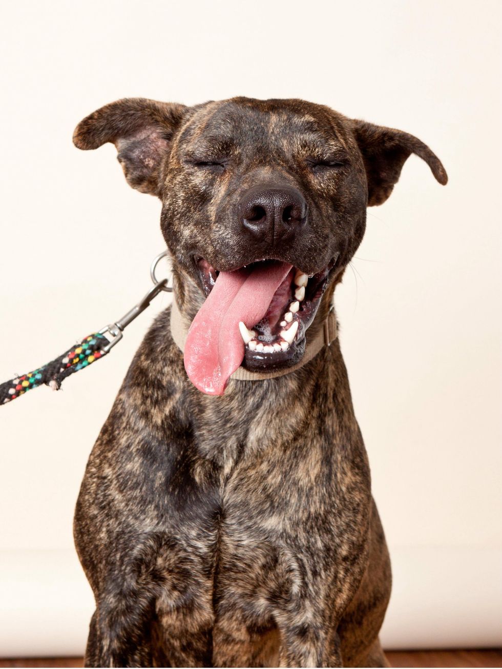 Barkley Austin Pets Alive