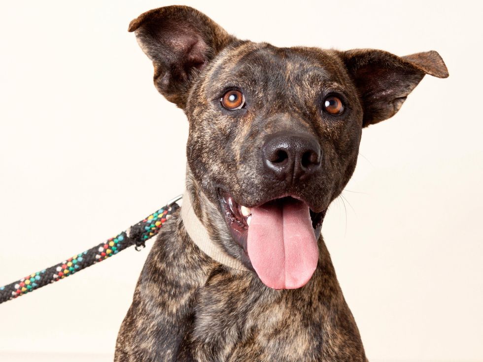 Barkley Austin Pets Alive