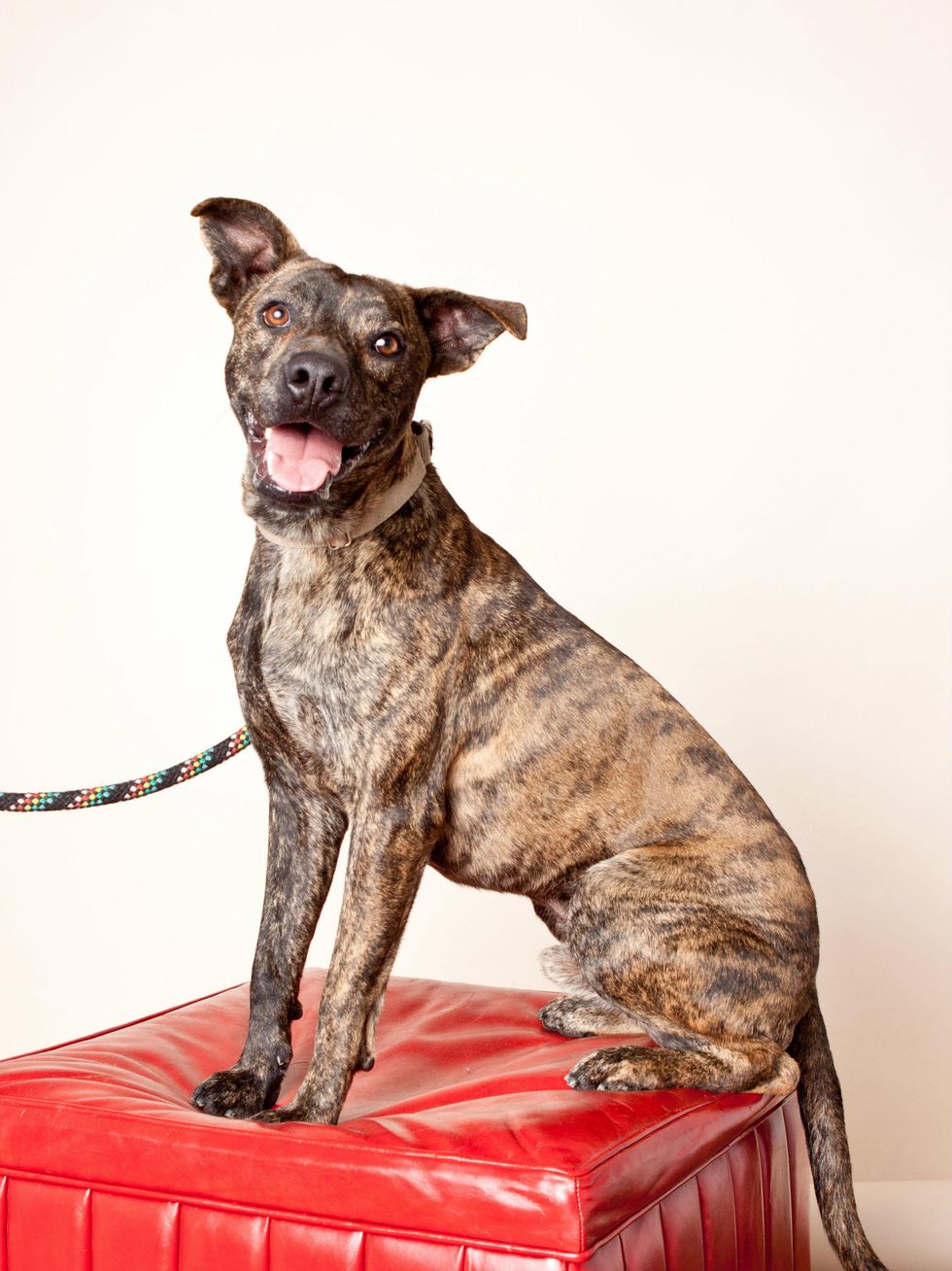 Barkley Austin Pets Alive