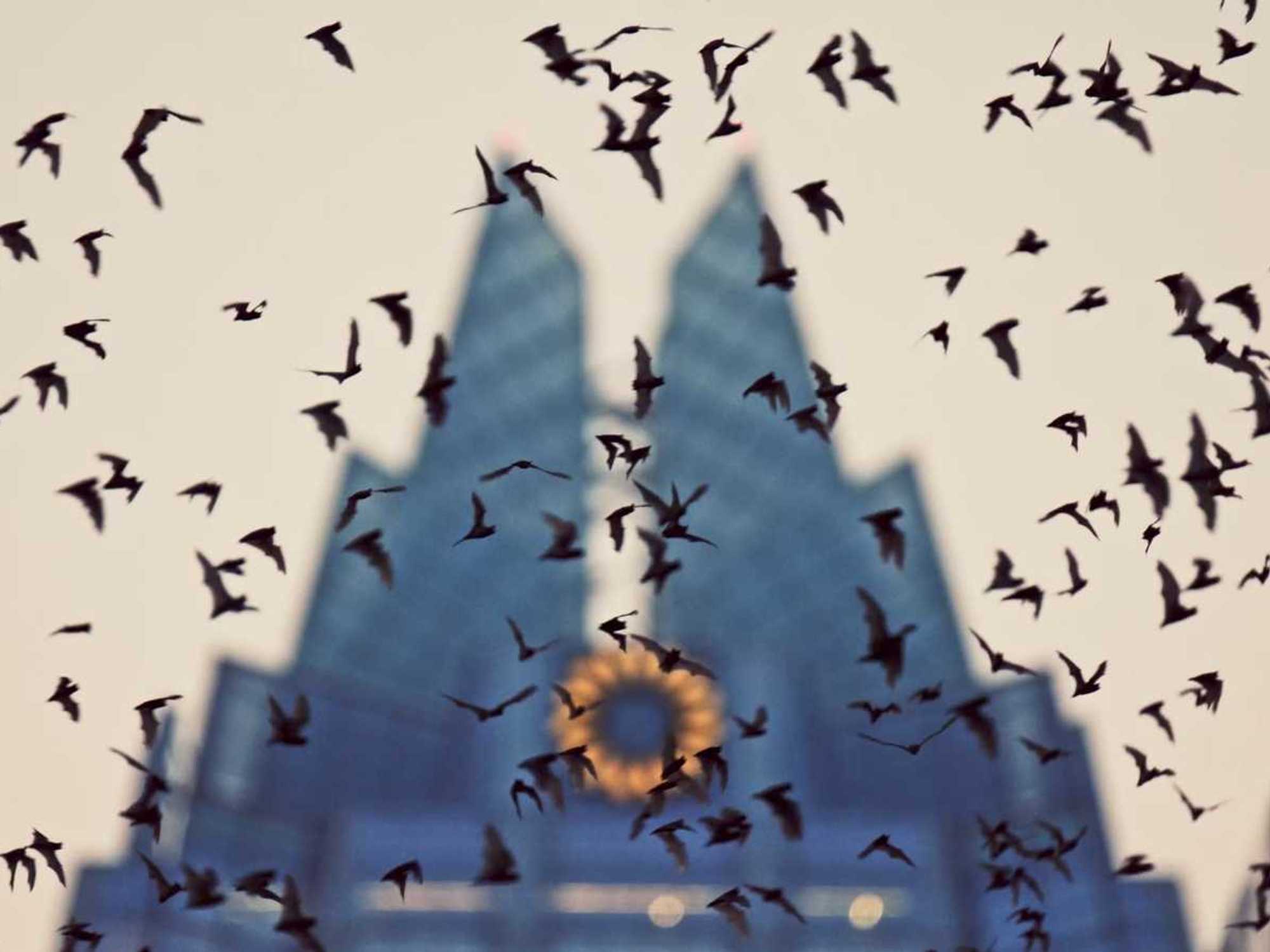 Bat City