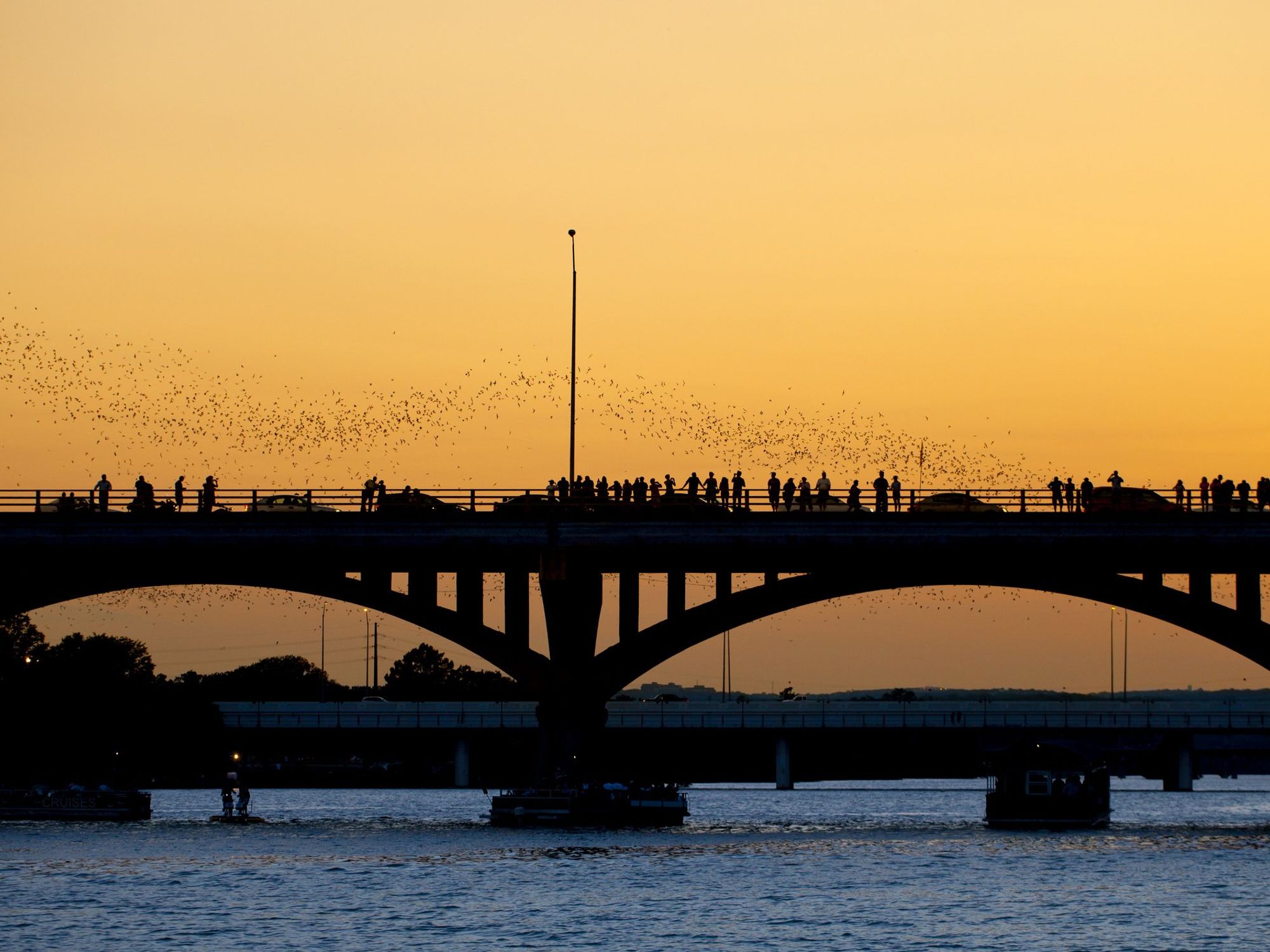Bats flying from Congress Avenue Bridge