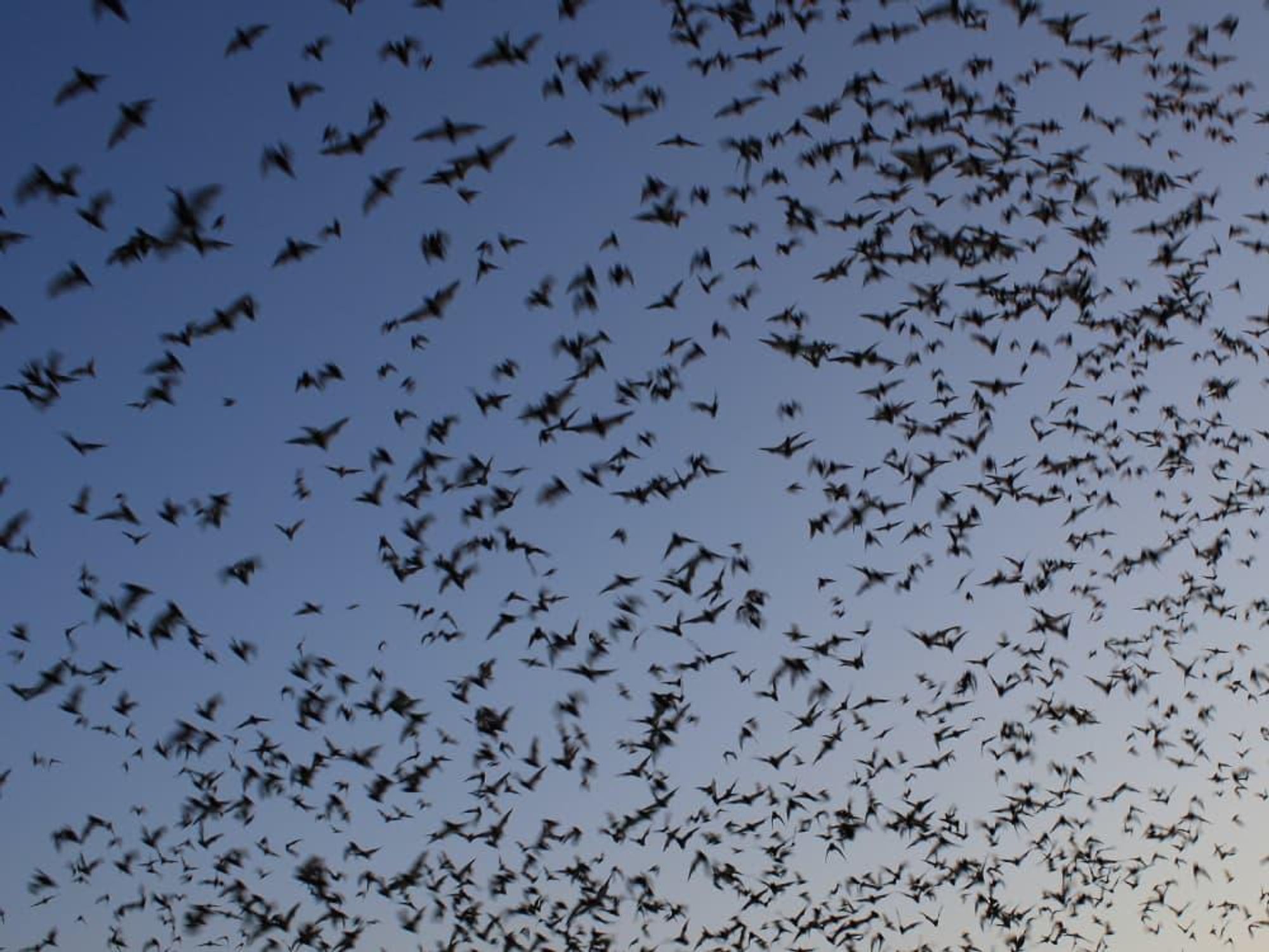 bats, Mexican free-tail bats