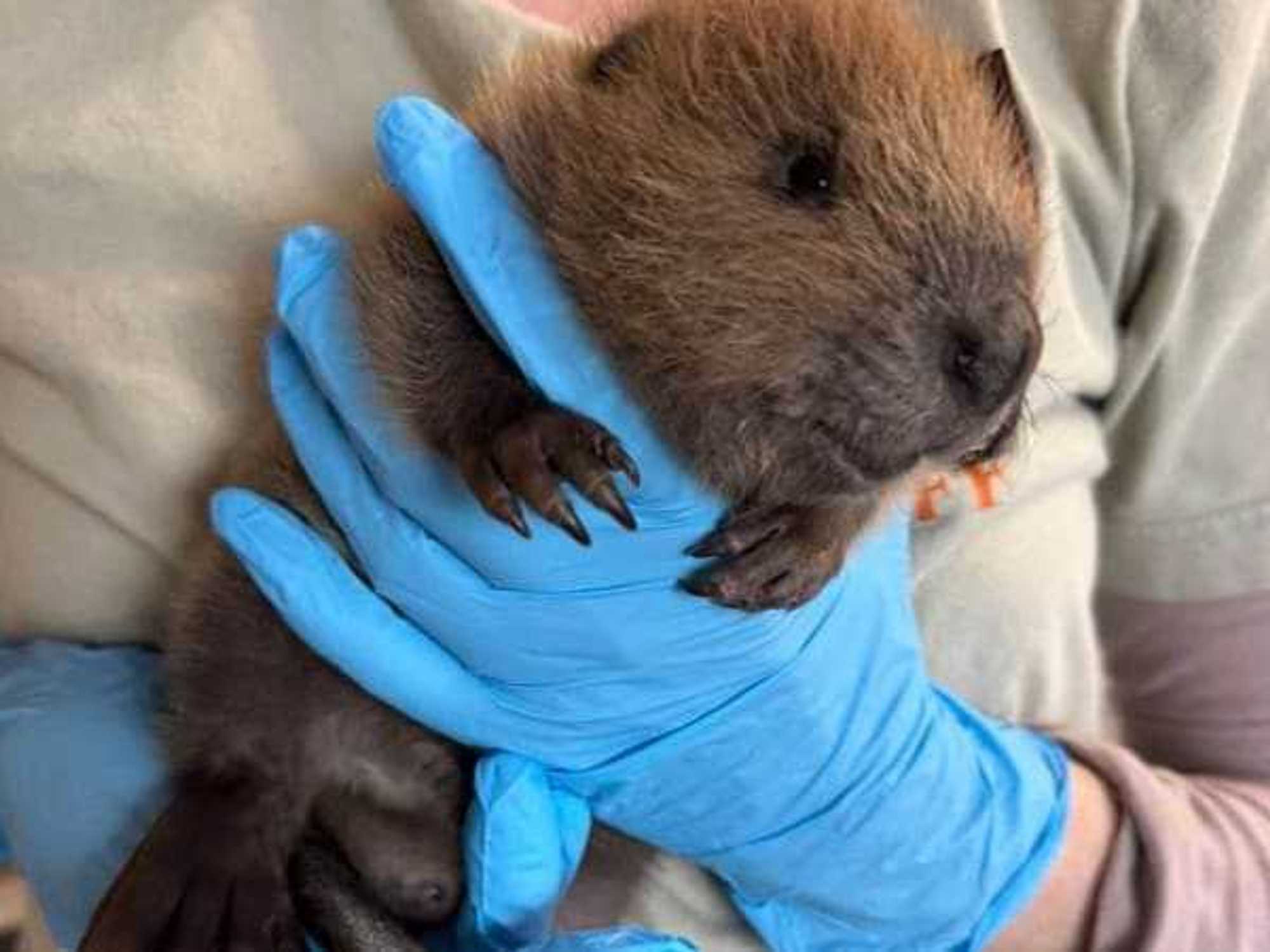 Beaver at Austin Wildlife Rescue