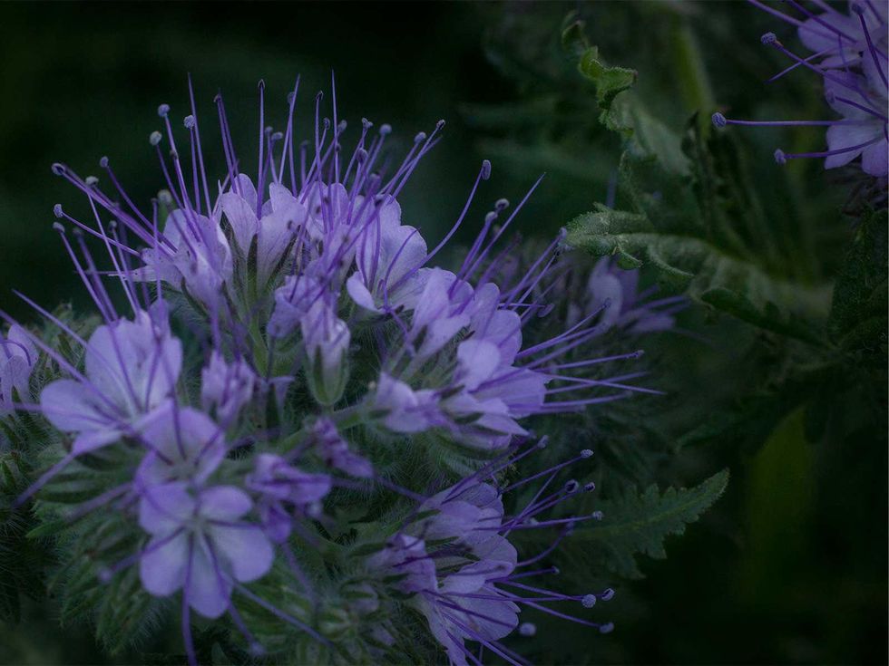 Bee's friend blooms in early May.