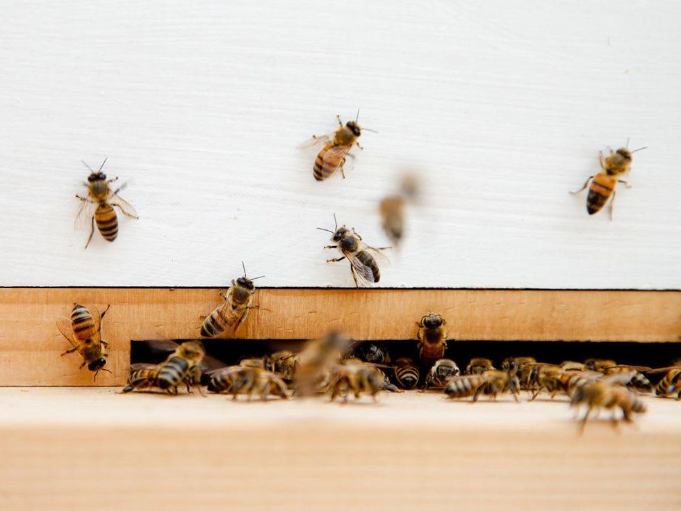 W Austin's new rooftop apiary to produce 4,000 pounds of honey per year ...