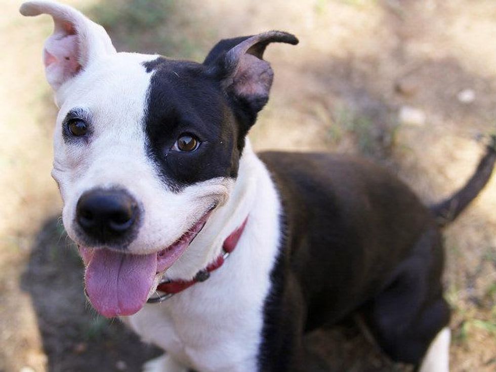 Belinda black and white dog