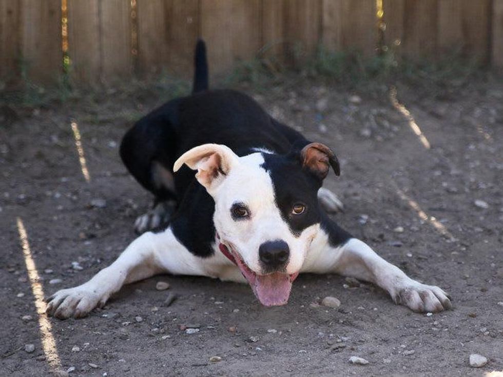 Belinda black and white dog