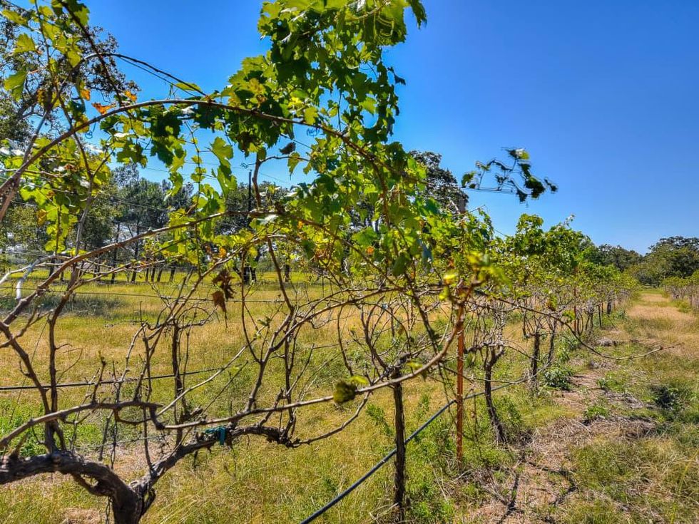 Bell Mountain Winery for sale Willow City