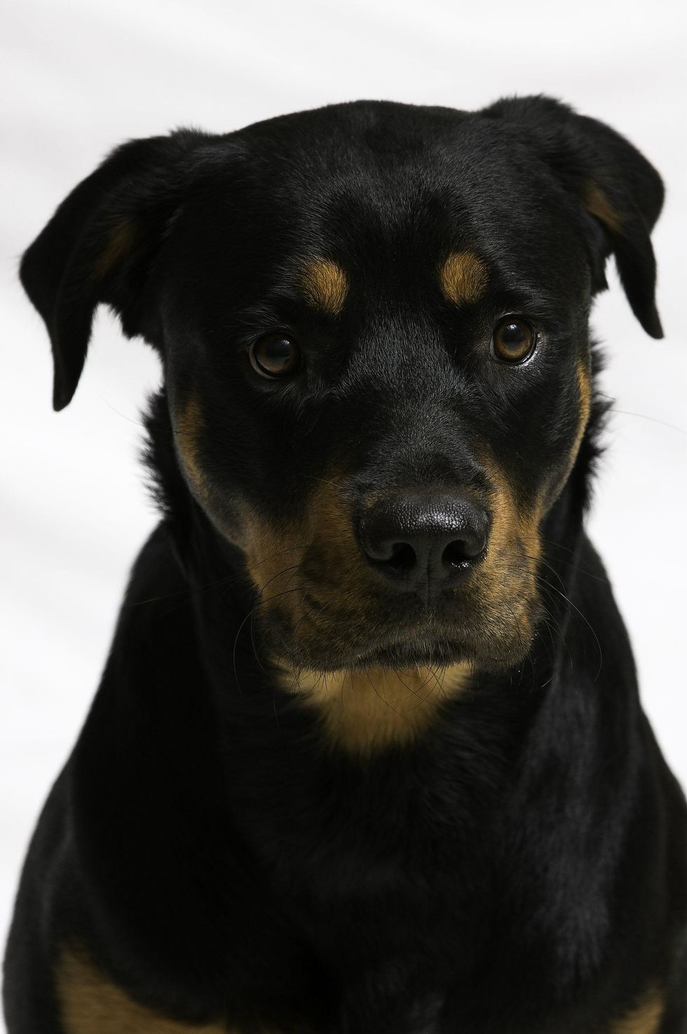 Bernard APA Rottweiler