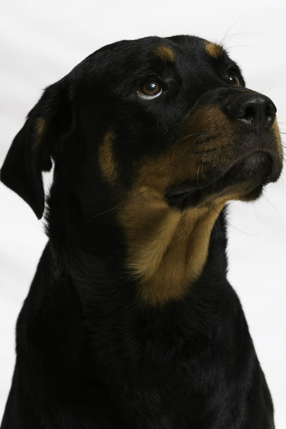 Bernard APA Rottweiler