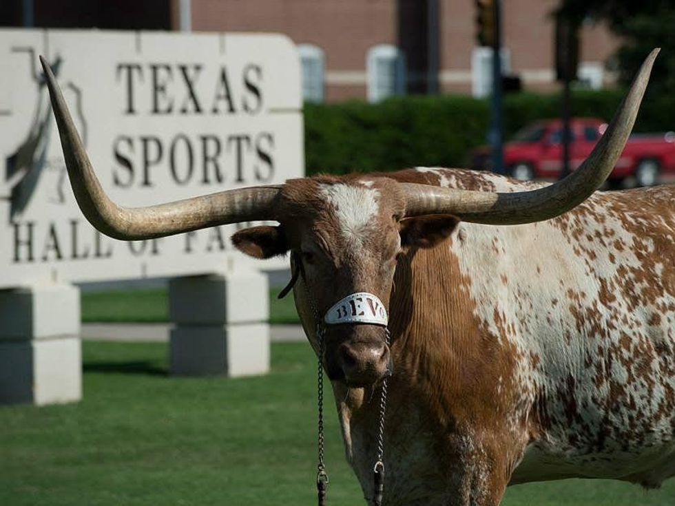 Bevo longhorn UT in front of Texas Sports Hall of Fame in Waco
