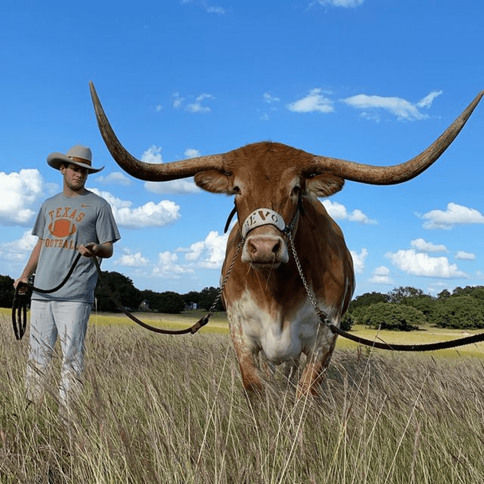 Bevo, University of Texas, UT Austin