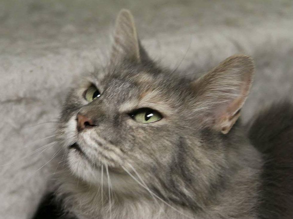 billy jean the cat from Austin Pets Alive! pet of the week looking up