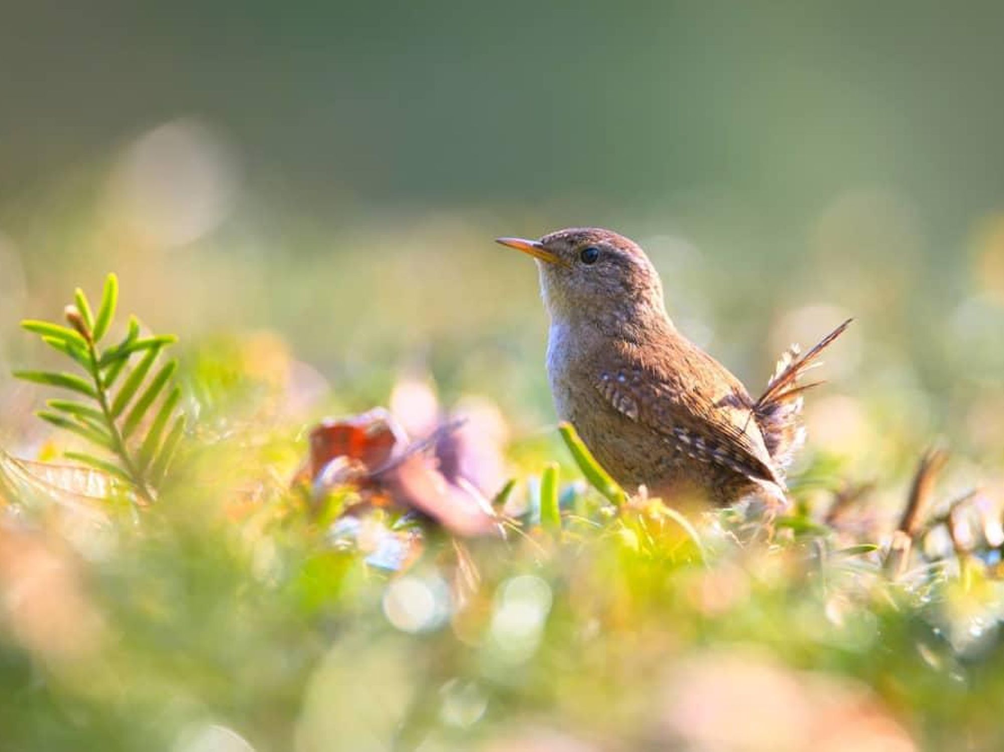 Birds of Memorial Park